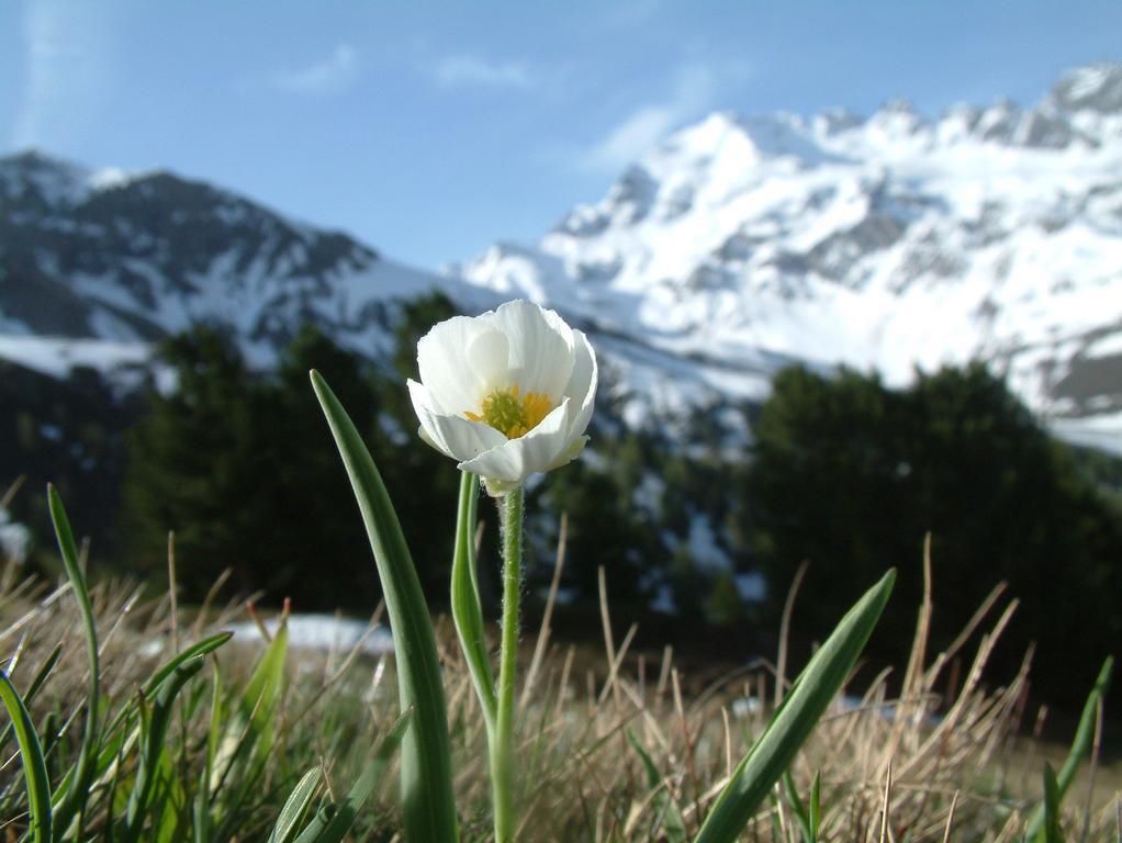 Bauernhof Raethia Isolaccia
