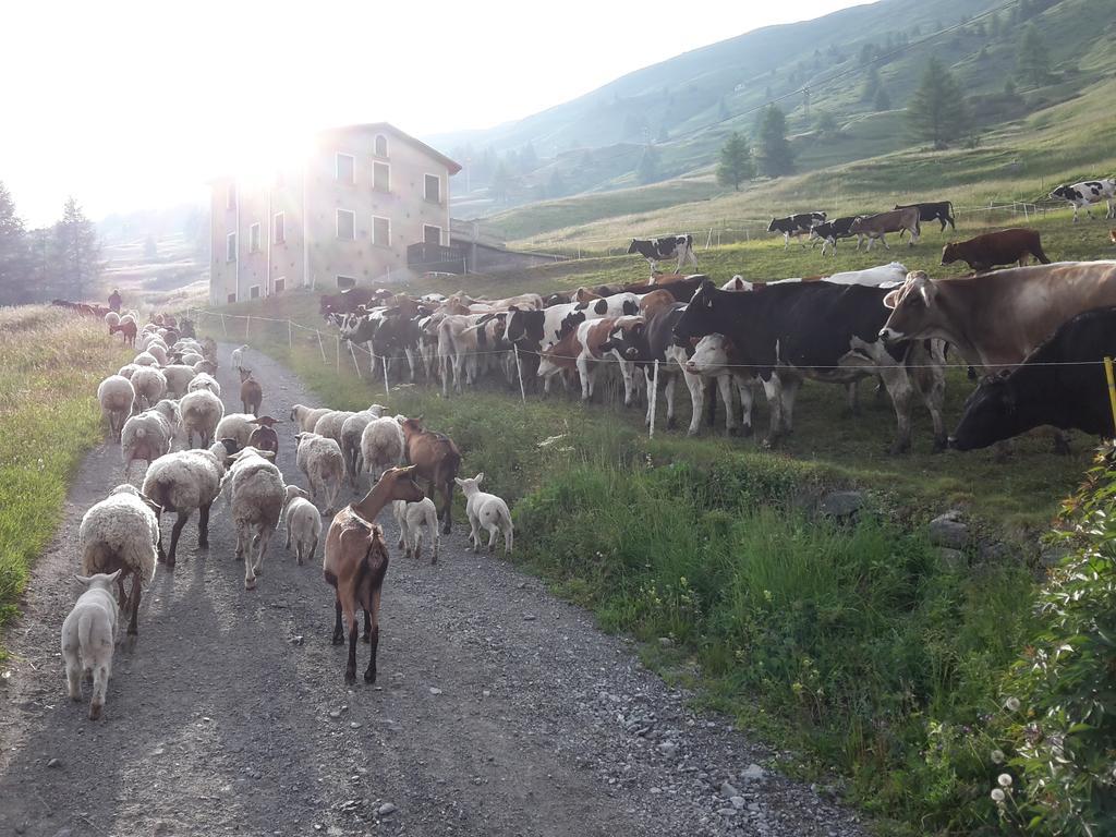 Raethia Isolaccia