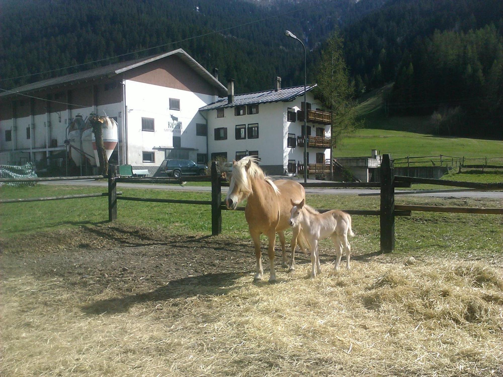Alloggio per agriturismo Raethia