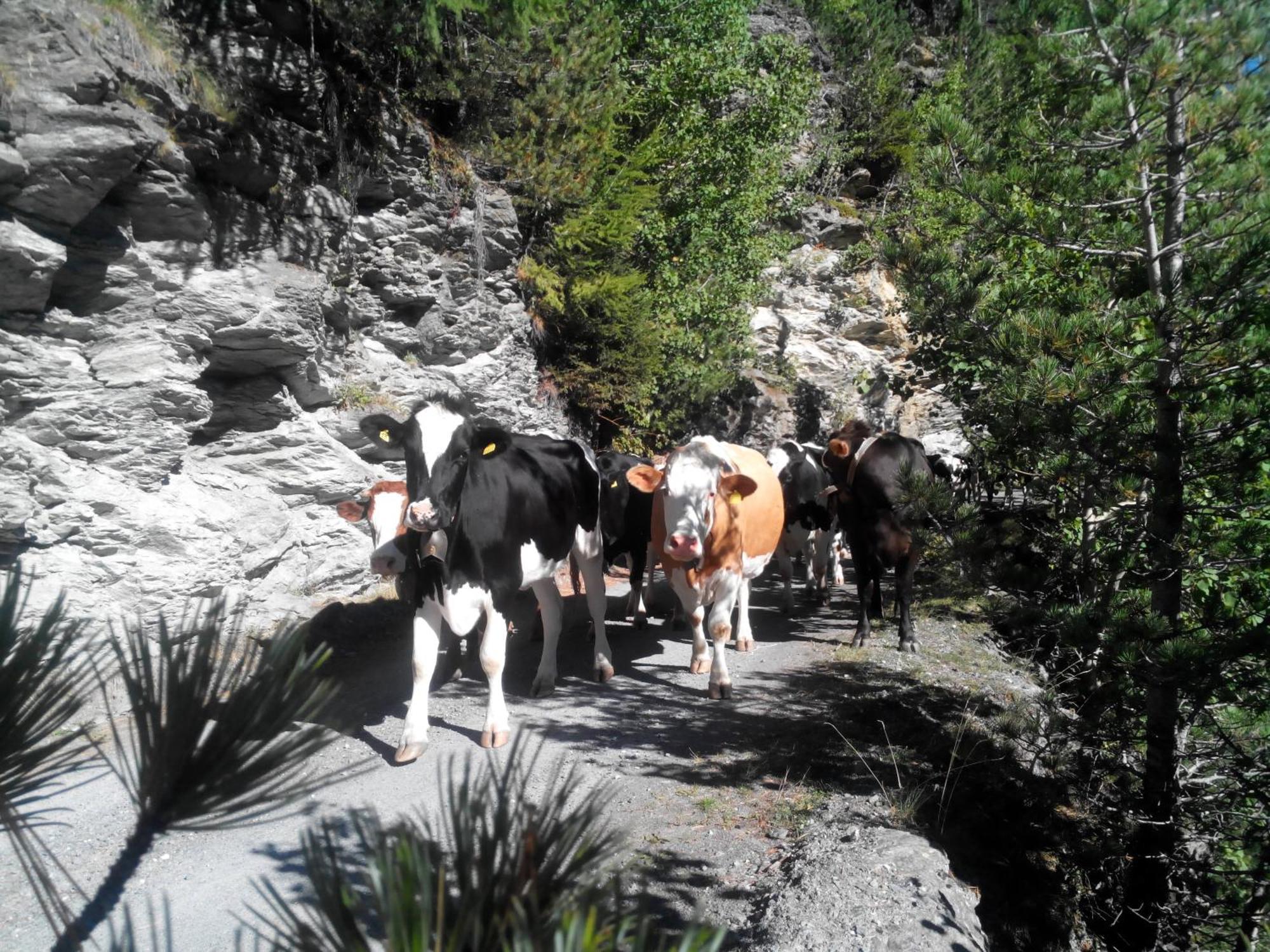 Alloggio per agriturismo Raethia
